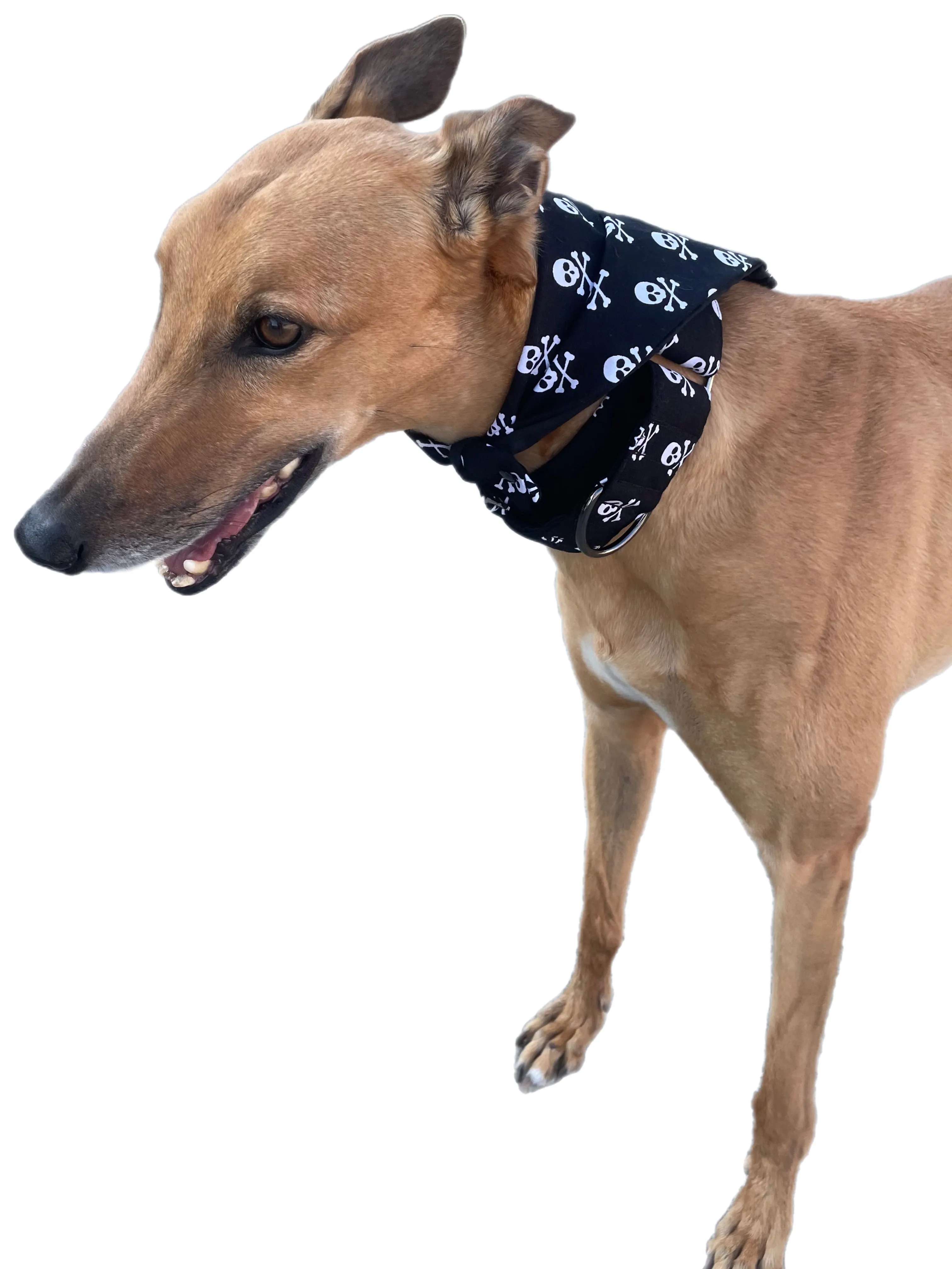 Black & white pirate skull & crossbones greyhound Martingale collar cotton covered 50mm width super soft