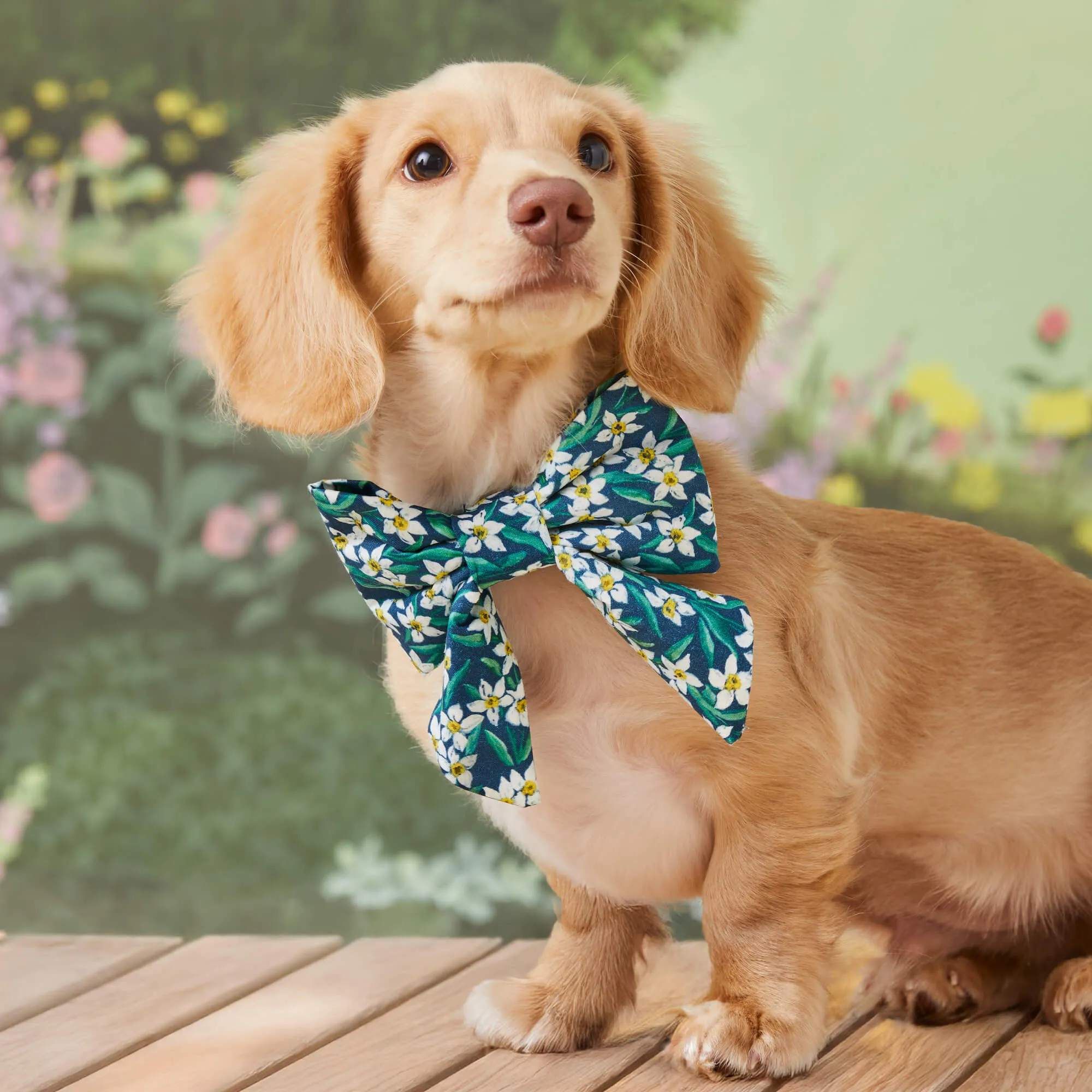 Daffodils Lady Dog Bow
