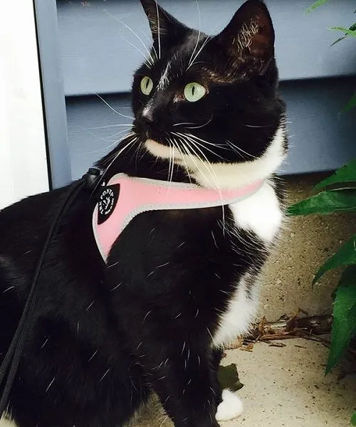 Easy Fit Liberta Pink Harness with No Escape Adjustable Closure