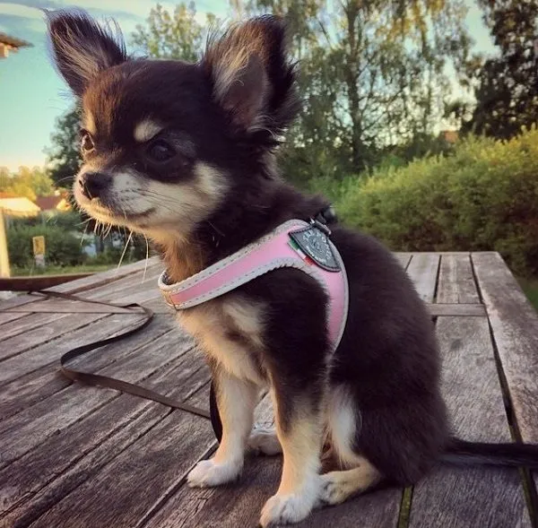 Easy Fit Liberta Pink Harness with No Escape Adjustable Closure
