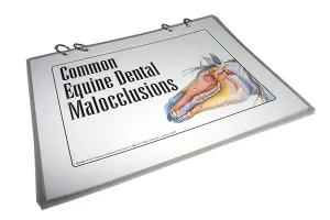 Equine Dental Malocclusions - Flip Chart Series