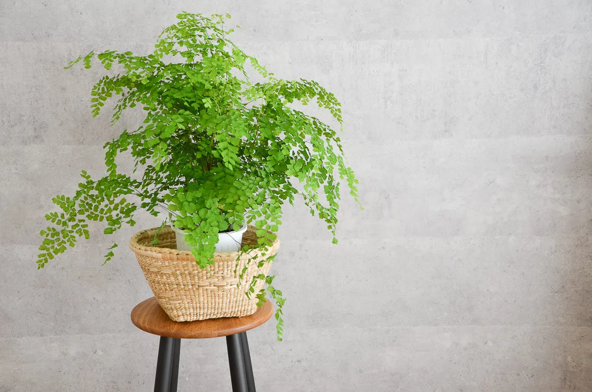 Round Basket / Kok Grass / THA 3115427-2